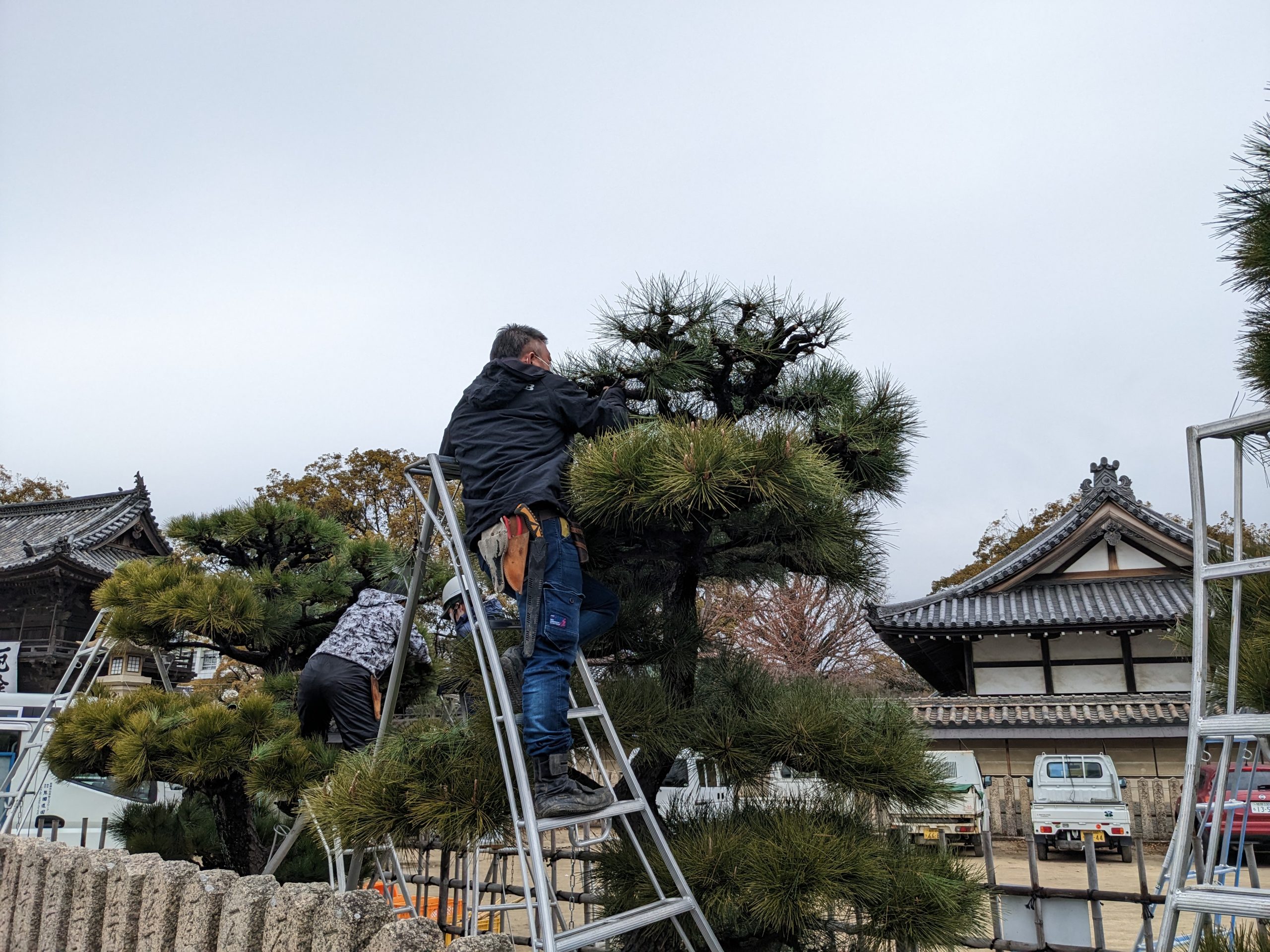 姫路緑化組合　松の剪定講習