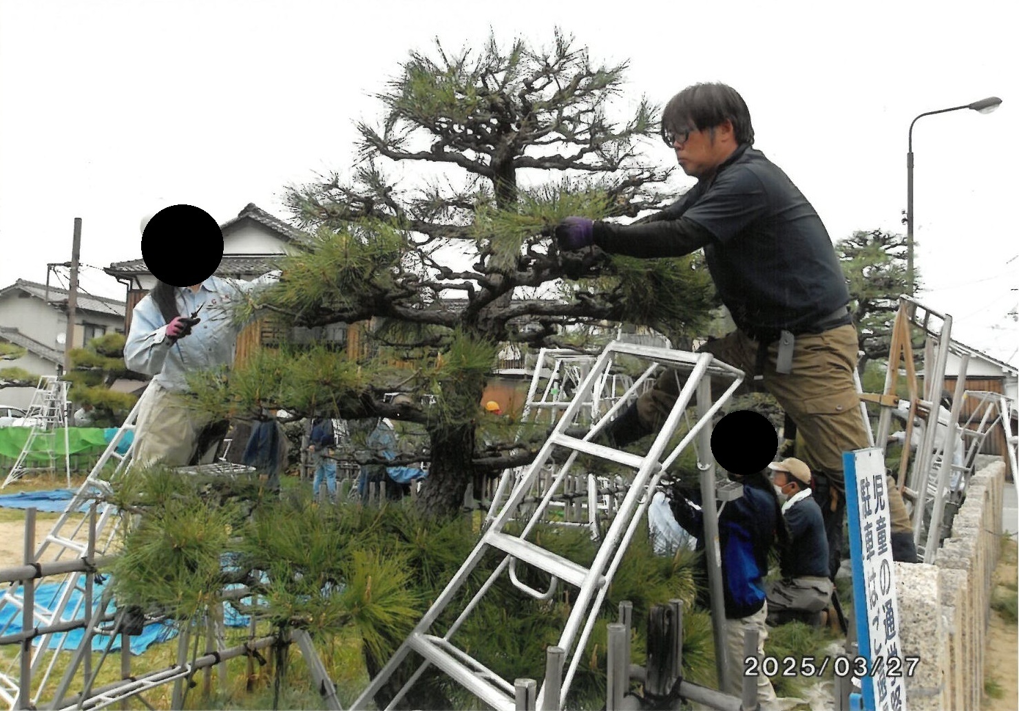 クロマツ剪定講習（令和7年）